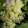 SNOWDANCE™ JAPANESE TREE LILAC 2 SNOWDANCE™ JAPANESE TREE LILAC -SOONER PLANT FARM Sales DETA5 2863