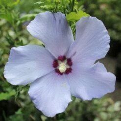 HAWAII™ ALTHEA -SOONER PLANT FARM Sales DETA5 2910