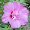 TAHITI™ ALTHEA 2 TAHITI™ ALTHEA -SOONER PLANT FARM Sales DETA5 2911