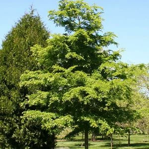 ACCOLADE™ ELM 4 ACCOLADE™ ELM - Image 2