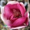 BLACK TULIP® MAGNOLIA 2 BLACK TULIP® MAGNOLIA -SOONER PLANT FARM Sales DETA5 3122
