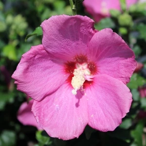 LIL' KIM® RED ALTHEA 4 LIL' KIM® RED ALTHEA - Image 2