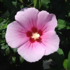 ORCHID SATIN® ALTHEA 7 ORCHID SATIN® ALTHEA -SOONER PLANT FARM Sales DETA5 3241