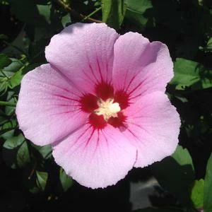 ORCHID SATIN® ALTHEA 5 ORCHID SATIN® ALTHEA - Image 3