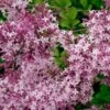 CRIMSON DOLL™ LILAC 1 CRIMSON DOLL™ LILAC -SOONER PLANT FARM Sales DETA5 3277
