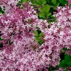 CRIMSON DOLLâ„¢ LILAC