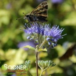 SUNSHINE BLUE® II BLUEBEARD 10 SUNSHINE BLUE® II BLUEBEARD -SOONER PLANT FARM Sales DETA5 3347