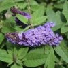 PUGSTER BLUE® BUTTERFLY BUSH 1 PUGSTER BLUE® BUTTERFLY BUSH -SOONER PLANT FARM Sales DETA5 3551