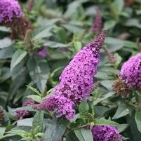 PUGSTER PERIWINKLE® BUTTERFLY BUSH 5 PUGSTER PERIWINKLE® BUTTERFLY BUSH - Image 3
