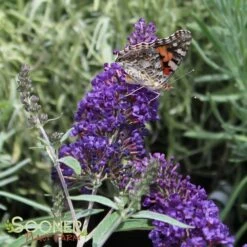 BUZZ® MIDNIGHT BUTTERFLY BUSH 11 BUZZ® MIDNIGHT BUTTERFLY BUSH -SOONER PLANT FARM Sales DETA5 3582