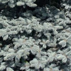 BABY BLUE EYES BLUE SPRUCE 7 BABY BLUE EYES BLUE SPRUCE -SOONER PLANT FARM Sales DETA5 3586