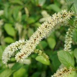 SCENTLANDIA® SWEETSPIRE -SOONER PLANT FARM Sales DETA5 3741