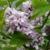 SCENTARA® DOUBLE BLUE LILAC -SOONER PLANT FARM Sales DETA5 3748