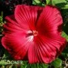 CRISTI™ HARDY HIBISCUS 1 CRISTI™ HARDY HIBISCUS -SOONER PLANT FARM Sales DETA5 3771