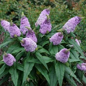 PUGSTER® AMETHYST BUTTERFLY BUSH 4 PUGSTER® AMETHYST BUTTERFLY BUSH - Image 2