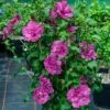 MAGENTA CHIFFON® ALTHEA 2 MAGENTA CHIFFON® ALTHEA -SOONER PLANT FARM Sales DETA5 3846