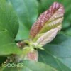 RUBY VASE® PERSIAN IRONWOOD -SOONER PLANT FARM Sales DETA5 3872