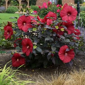 SUMMERIFIC® HOLY GRAIL HARDY HIBISCUS 3 SUMMERIFIC® HOLY GRAIL HARDY HIBISCUS