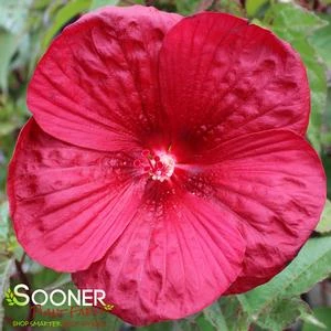 VINTAGE WINE HARDY HIBISCUS 4 VINTAGE WINE HARDY HIBISCUS - Image 2