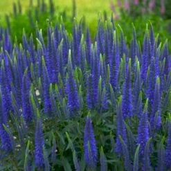 MAGIC SHOW® WIZARD OF AHHS SPEEDWELL 8 MAGIC SHOW® WIZARD OF AHHS SPEEDWELL -SOONER PLANT FARM Sales DETA5 3946