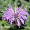 SUGAR BUZZ® BLUE MOON BEEBALM -SOONER PLANT FARM Sales DETA5 3950