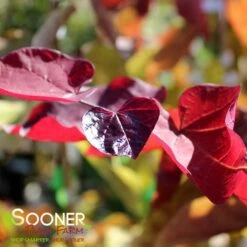 FLAME THROWER® REDBUD 10 FLAME THROWER® REDBUD -SOONER PLANT FARM Sales DETA5 4074
