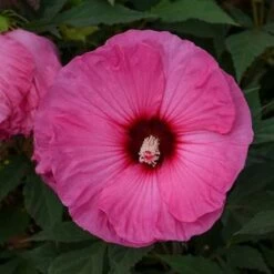 SUMMERIFIC® CANDY CRUSH HARDY HIBISCUS 7 SUMMERIFIC® CANDY CRUSH HARDY HIBISCUS -SOONER PLANT FARM Sales DETA5 4130