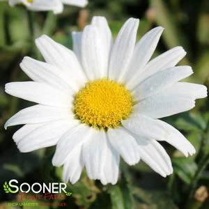 AMAZING DAISIES® DAISY MAY® SHASTA DAISY 4 AMAZING DAISIES® DAISY MAY® SHASTA DAISY - Image 2