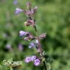 CAT'S MEOW CATMINT 1 CAT'S MEOW CATMINT -SOONER PLANT FARM Sales DETA5 4151