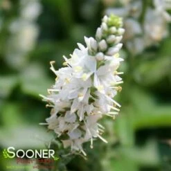 MAGIC SHOW® WHITE WANDS SPEEDWELL -SOONER PLANT FARM Sales DETA5 4173