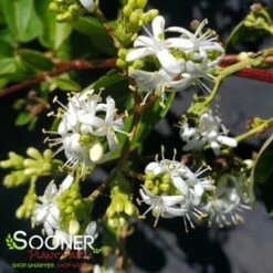 TIANSHAN® SEVEN SON FLOWER -SOONER PLANT FARM Sales DETA5 4185