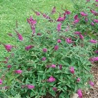 LO & BEHOLD RUBY CHIP® BUTTERFLY BUSH 5 LO & BEHOLD RUBY CHIP® BUTTERFLY BUSH - Image 3