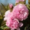 KWANZAN ORNAMENTAL CHERRY -SOONER PLANT FARM Sales DETA5 432