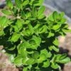 GREEN PILLAR BOXWOOD -SOONER PLANT FARM Sales DETA5 4378