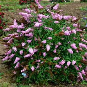 MONARCH® PRINCESS PINK BUTTERFLY BUSH 4 MONARCH® PRINCESS PINK BUTTERFLY BUSH - Image 2