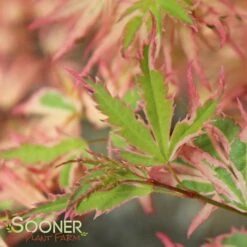 BUTTERFLY UPRIGHT JAPANESE MAPLE -SOONER PLANT FARM Sales DETA5 45