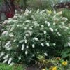 HUMDINGER® LITTLE ANGEL BUTTERFLY BUSH 1 HUMDINGER® LITTLE ANGEL BUTTERFLY BUSH -SOONER PLANT FARM Sales DETA5 4514