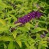 HUMDINGER® LITTLE NUGGET BUTTERFLY BUSH 1 HUMDINGER® LITTLE NUGGET BUTTERFLY BUSH -SOONER PLANT FARM Sales DETA5 4515