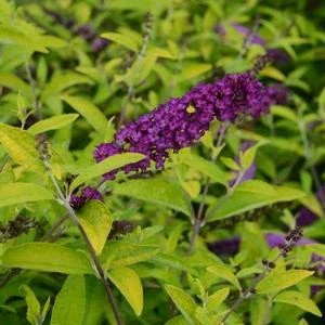 HUMDINGER® LITTLE NUGGET BUTTERFLY BUSH 3 HUMDINGER® LITTLE NUGGET BUTTERFLY BUSH