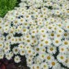WHOOPS-A-DAISY SHASTA DAISY 1 WHOOPS-A-DAISY SHASTA DAISY -SOONER PLANT FARM Sales DETA5 4571