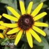 LITTLE GOLDSTAR BLACK-EYED SUSAN -SOONER PLANT FARM Sales DETA5 4586