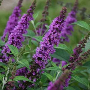 HUMDINGER® ORCHID ANNIE BUTTERFLY BUSH 4 HUMDINGER® ORCHID ANNIE BUTTERFLY BUSH - Image 2