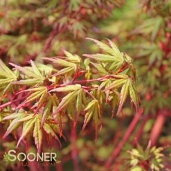CORAL BARK UPRIGHT JAPANESE MAPLE -SOONER PLANT FARM Sales DETA5 47