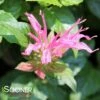 PARDON MY ROSE BEEBALM -SOONER PLANT FARM Sales DETA5 4711