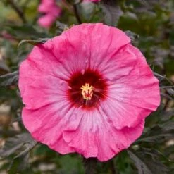 INNER GLOW HARDY HIBISCUS