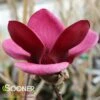 GENIE MAGNOLIA 1 GENIE MAGNOLIA -SOONER PLANT FARM Sales DETA5 4785