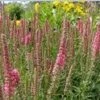 RED FOX SPEEDWELL 1 RED FOX SPEEDWELL -SOONER PLANT FARM Sales DETA5 508