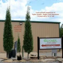 TAYLOR JUNIPER - FORMAL STYLE 7 TAYLOR JUNIPER - FORMAL STYLE -SOONER PLANT FARM Sales DETA5 5085