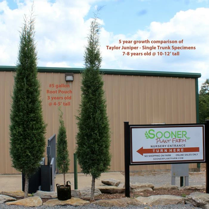 TAYLOR JUNIPER - FORMAL STYLE 4 TAYLOR JUNIPER - FORMAL STYLE - Image 2