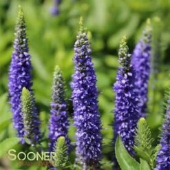 ROYAL CANDLES SPEEDWELL 7 ROYAL CANDLES SPEEDWELL -SOONER PLANT FARM Sales DETA5 509